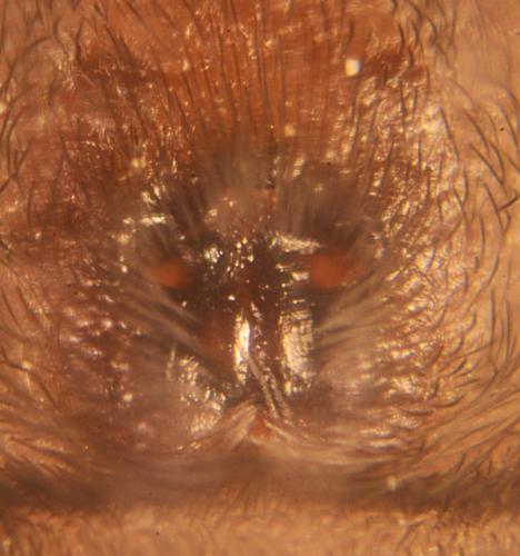 Scotophaeus sp.
